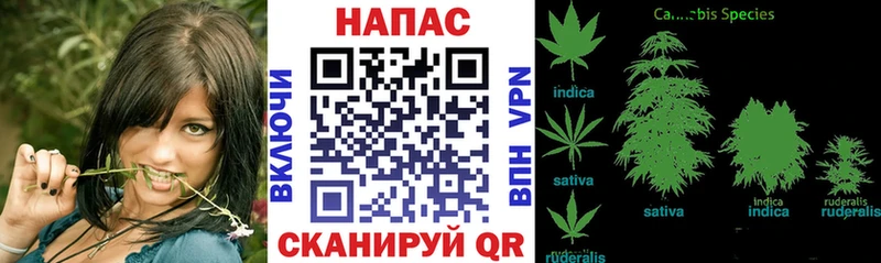 Бошки марихуана планчик Элиста